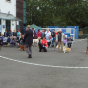 A general view of Best In Show judging