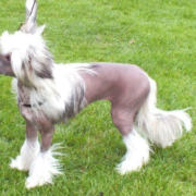 Special Best Minor Puppy - Queshian Norty Naked Angel (Chinese Crested)