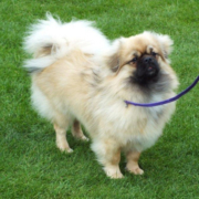 Special Best Puppy - Balgay A Yzi Bdag (Tibetan Spaniel)