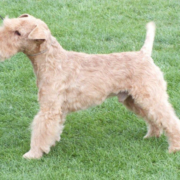 Best Special Veteran - Corrievrackie Garnet SH CM (Lakeland Terrier)