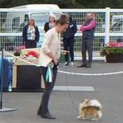 Toy Group Winner - Jotolemar Show Stopper With Dacatelo SH CM (Chihuahua (Long Coat))