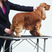 Gundog Group Winner - Lynwater Red Kite (Cocker Spaniel)