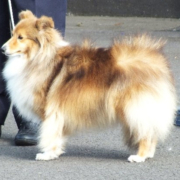 Pastoral Group Winner - Ellenyorn Endless Love (Shetland Sheepdog)