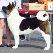 Utility Group Winner - Zorbaloo Howlin Wolf (Akita)