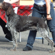 Gundog Group Winner - SH CH Arielle Vom Glinzergrund Mit Helydon (IMP DEU) (GWP)