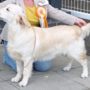Special Best Minor Puppy - Lochtaymor Conquistador For Glormhorcu (Golden Retriever)