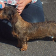 Special Best Puppy - Helydon Fabulous Freya (Min. Wire-Haired Dachshund)