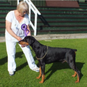 Special Best Veteran - IR CH Aritaur Tomahawk Marillium SH CM (Dobermann)